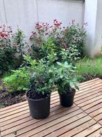 Viburnum tinus, Ophalen, Struik, Minder dan 100 cm
