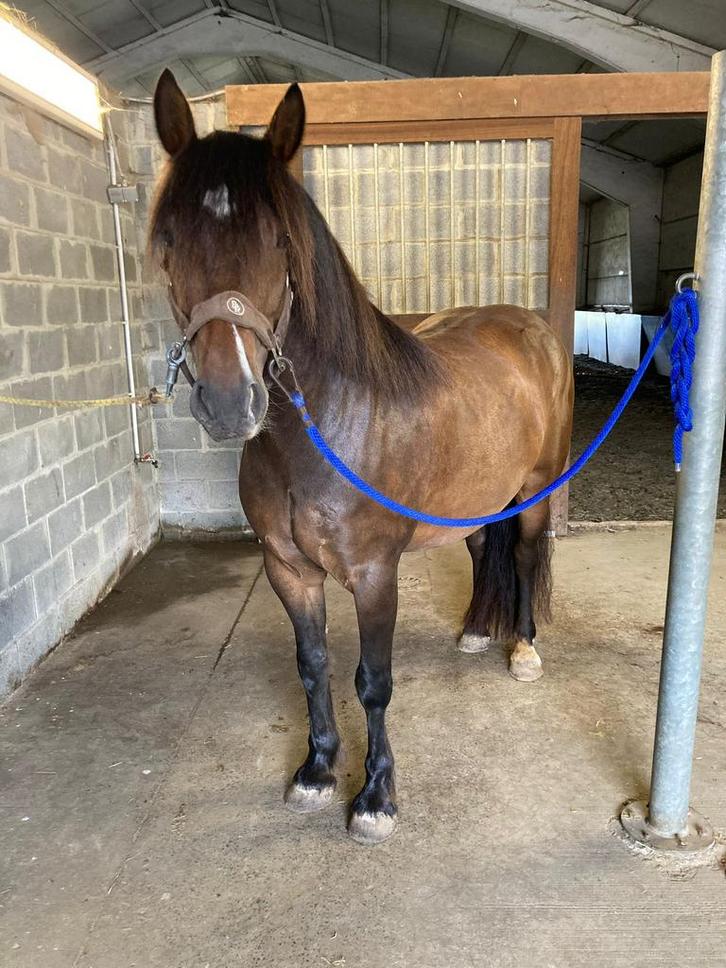 Bijzondere tinker, zoekt liefdevolle thuis, Dieren en Toebehoren, Paarden, Ruin, Zadelmak, Minder dan 160 cm, 3 tot 6 jaar, Recreatiepaard