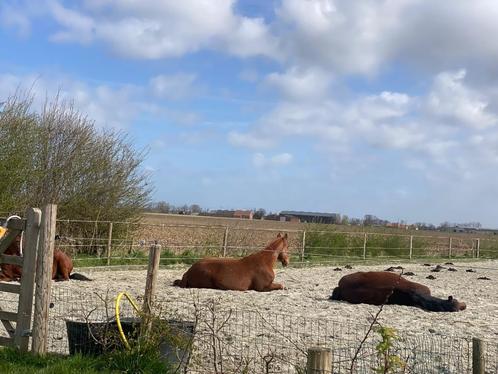 Gezocht: adoptiepaard (wandelpaard), Dieren en Toebehoren, Paarden, Meerdere dieren