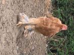 Brahma hennen - kruising meerzomig-rood, Dieren en Toebehoren, Pluimvee, Vrouwelijk, Kip