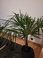Palmbomen en stek vijgenboom te koop, Tuin en Terras, Ophalen, Vaste plant, Overige soorten