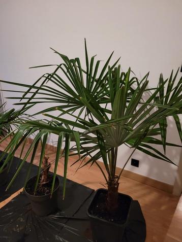 Palmbomen en stek vijgenboom te koop           beschikbaar voor biedingen