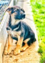 Belgische Duitse herder pups te koop, CDV (hondenziekte), Meerdere, 8 tot 15 weken, Meerdere dieren