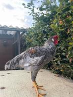 Prachtige kleurlegger haan, Dieren en Toebehoren, Pluimvee, Mannelijk, Kip