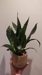 Sanseveria in mooie pot, Huis en Inrichting, Ophalen of Verzenden