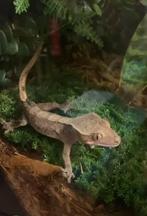 Wimpergekko vrouw, Dieren en Toebehoren, Reptielen en Amfibieën, Hagedis, 0 tot 2 jaar