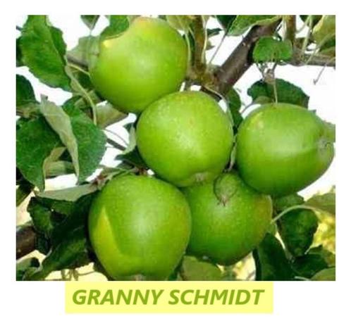 HALFSTAM APPELBOMEN "GRANNY SCHMIDT",  22€/stuk, Tuin en Terras, Planten | Fruitbomen, Appelboom, 100 tot 250 cm, Volle zon, Lente