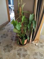 Philodendron  mooie plant, Huis en Inrichting, Kamerplanten, Ophalen