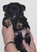 chihuahua pups, Dieren en Toebehoren, Honden | Chihuahua's en Gezelschapshonden, België, Reu, CDV (hondenziekte), 8 tot 15 weken