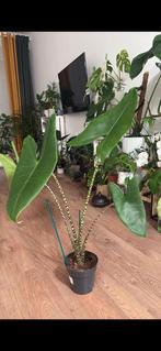 Alocasia Zebrina, Ophalen