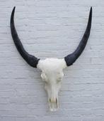 Grote schedel THAISE WATERBUFFEL - Ref. B, Crâne, Animal de ferme, Enlèvement ou Envoi, Neuf