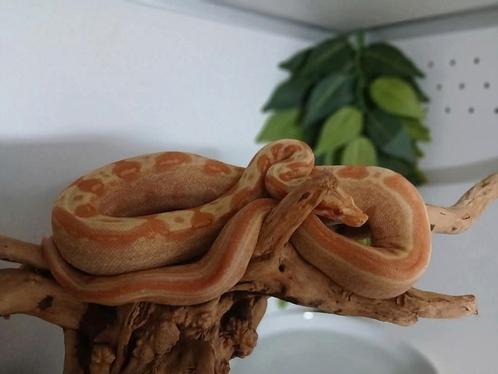 Boa Bci , Sunglow IMG motley jungle 2024 vrouwtje., Dieren en Toebehoren, Reptielen en Amfibieën, Slang, 0 tot 2 jaar, Tam