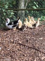Barberie eend met of zonder kuikens, Dieren en Toebehoren, Pluimvee, Eend