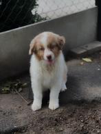 Australische herder pupjes,hier geboren, België, Overige rassen, CDV (hondenziekte), 8 tot 15 weken