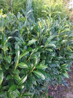 Laurier-cerise Reynvaanii/  haie à feuilles persistant, Jardin & Terrasse, Plantes | Arbustes & Haies, 100 à 250 cm, Laurier, Enlèvement