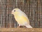 Witgeel bewezen goudvink kweekkoppel 2023, Meerdere dieren, Wildzangvogel, Geringd
