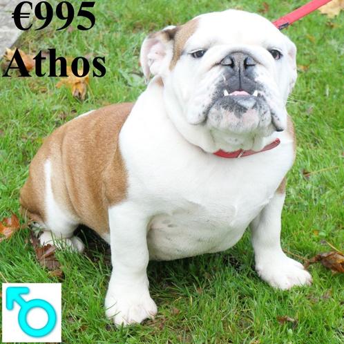 "Athos" Bouledogue Anglais mâle - à vendre, Animaux & Accessoires, Chiens | Bouledogues, Pinschers & Molossoïdes, Chien (mâle)