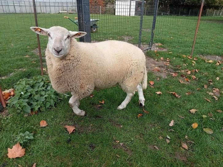 Mannelijke schapen te koop, Dieren en Toebehoren, Schapen, Geiten en Varkens, Schaap, Mannelijk, 0 tot 2 jaar
