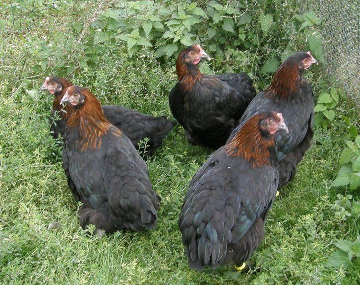 Kuikens Marans en Cream Legbar, Dieren en Toebehoren, Pluimvee