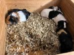 6 jonge cavia’s, Dieren en Toebehoren, Knaagdieren, November, Meerdere dieren, Cavia