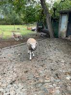 Schaap Ram te koop, Dieren en Toebehoren, Schapen, Geiten en Varkens, Mannelijk, Schaap, 0 tot 2 jaar