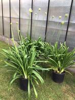 Agapanthussen te koop, Tuin en Terras, Planten | Tuinplanten, Vaste plant, Halfschaduw, Zomer, Ophalen