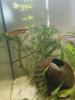 5 Daniel Rerio, Dieren en Toebehoren, Vissen | Aquariumvissen, Vis, Zoetwatervis, Schoolvis