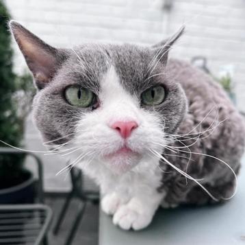Devon rex dekkater ter dekking beschikbaar voor biedingen