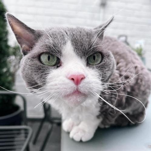 Devon rex dekkater ter dekking, Dieren en Toebehoren, Katten en Kittens | Dekkaters, 0 tot 2 jaar