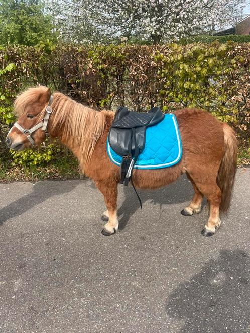 Super brave bereden kinderpony, Dieren en Toebehoren, Pony's, Ruin