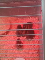 Broedeieren aarschotshoen kriel, Ophalen