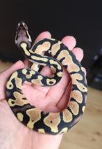 0.1 Pastel 100% het. DG Koningspython, Dieren en Toebehoren, Slang, Tam, 0 tot 2 jaar