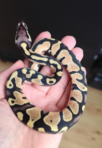 0.1 Pastel 100% het. DG Koningspython  beschikbaar voor biedingen