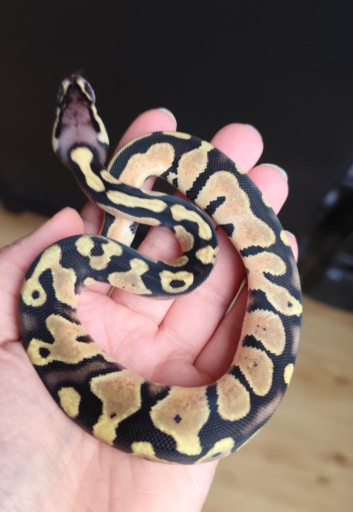 0.1 Pastel 100% het. DG Koningspython, Dieren en Toebehoren, Reptielen en Amfibieën, Slang, 0 tot 2 jaar, Tam