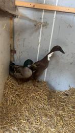 Koppel loopeenden, Dieren en Toebehoren, Pluimvee
