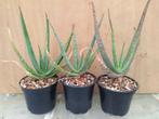 Aloe Dhufarensis - Oman, Minder dan 100 cm, In pot, Bloeiende kamerplant, Volle zon