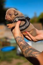 Franse bulldog pups (toplijnen), Dieren en Toebehoren, België, Fokker | Hobbymatig, 8 tot 15 weken, CDV (hondenziekte)