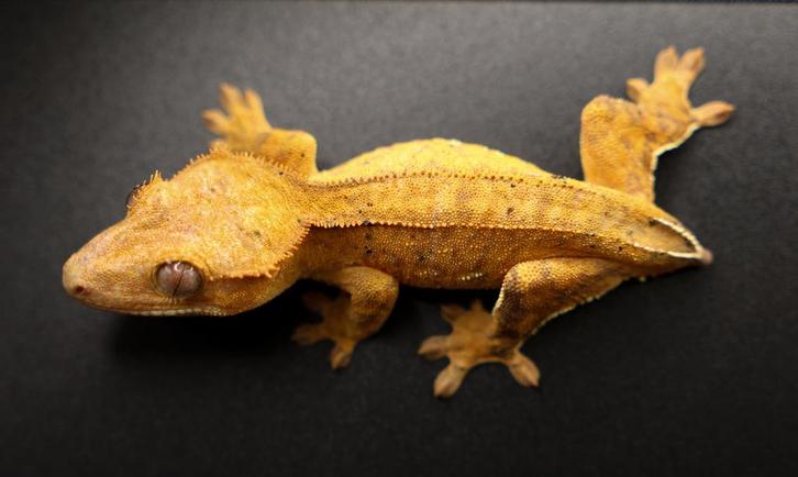 Wimpergekko (Correlophus Ciliates) | Buckspin of Flame, Animaux & Accessoires, Reptiles & Amphibiens, 0 à 2 ans