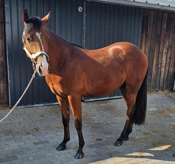 American Quarter Horse