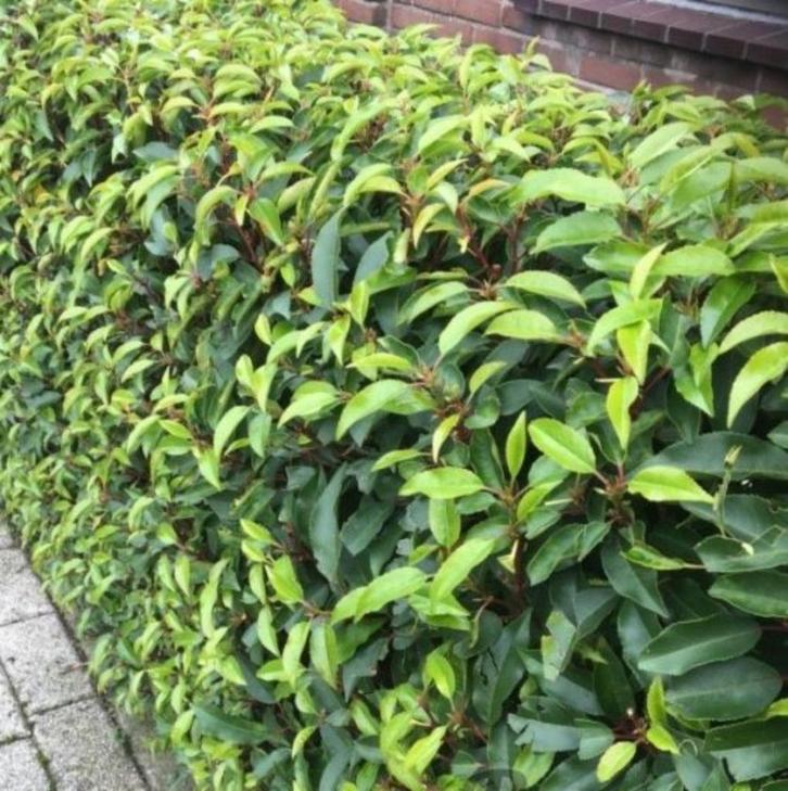 IDEALE HAAGPLANT PORTUGESE LAURIERKERS - PRUNUS LUSITANICA, Tuin en Terras, Planten | Tuinplanten, Vaste plant, Overige soorten