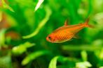 Hobbyaquarium Hyphessobrycon amandae – Vuurtetra, Vis, Zoetwatervis, Schoolvis