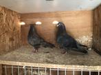 duiven, Dieren en Toebehoren, Vogels | Duiven, Meerdere dieren, Tuimelaar of Roller