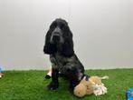 Engelse Cocker Spaniel pups, België, 8 tot 15 weken, CDV (hondenziekte), Meerdere