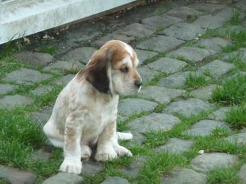 Engelse Cocker Spaniël pups