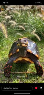 kweekgroep 2.3 kolenbranderschildpadden te koop, 11 jaar of ouder, Schildpad