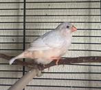 Vrouwelijke zebravink Isabel bruin zwartborst, Dieren en Toebehoren, Vogels | Overige Vogels, Vrouwelijk