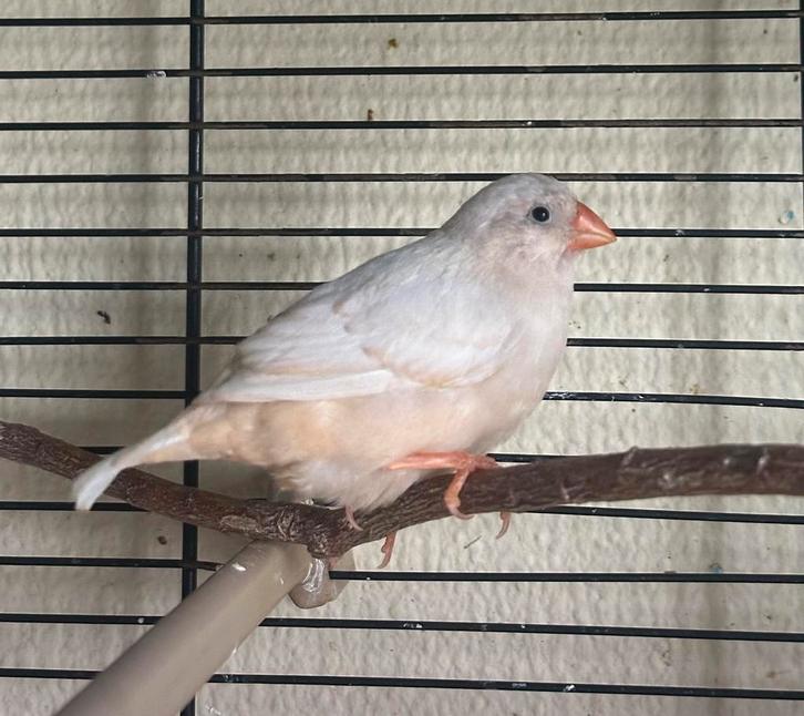 Vrouwelijke zebravink Isabel bruin zwartborst, Dieren en Toebehoren, Vogels | Overige Vogels, Vrouwelijk