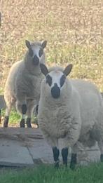 Ram, Animaux & Accessoires, Moutons, Chèvres & Cochons, Mouton, Mâle