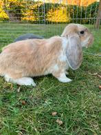Frans hangoor rammetjes, Dieren en Toebehoren, Hangoor