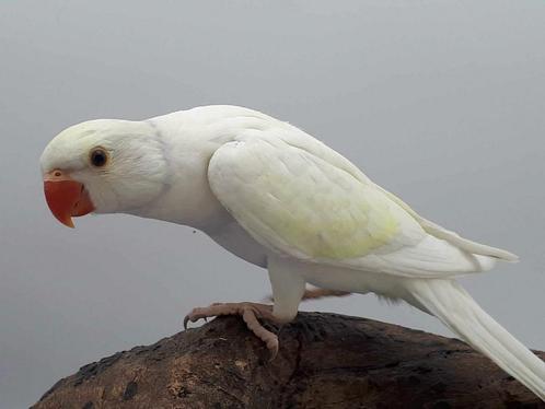 Halsband/pruimkop, Dieren en Toebehoren, Vogels | Parkieten en Papegaaien